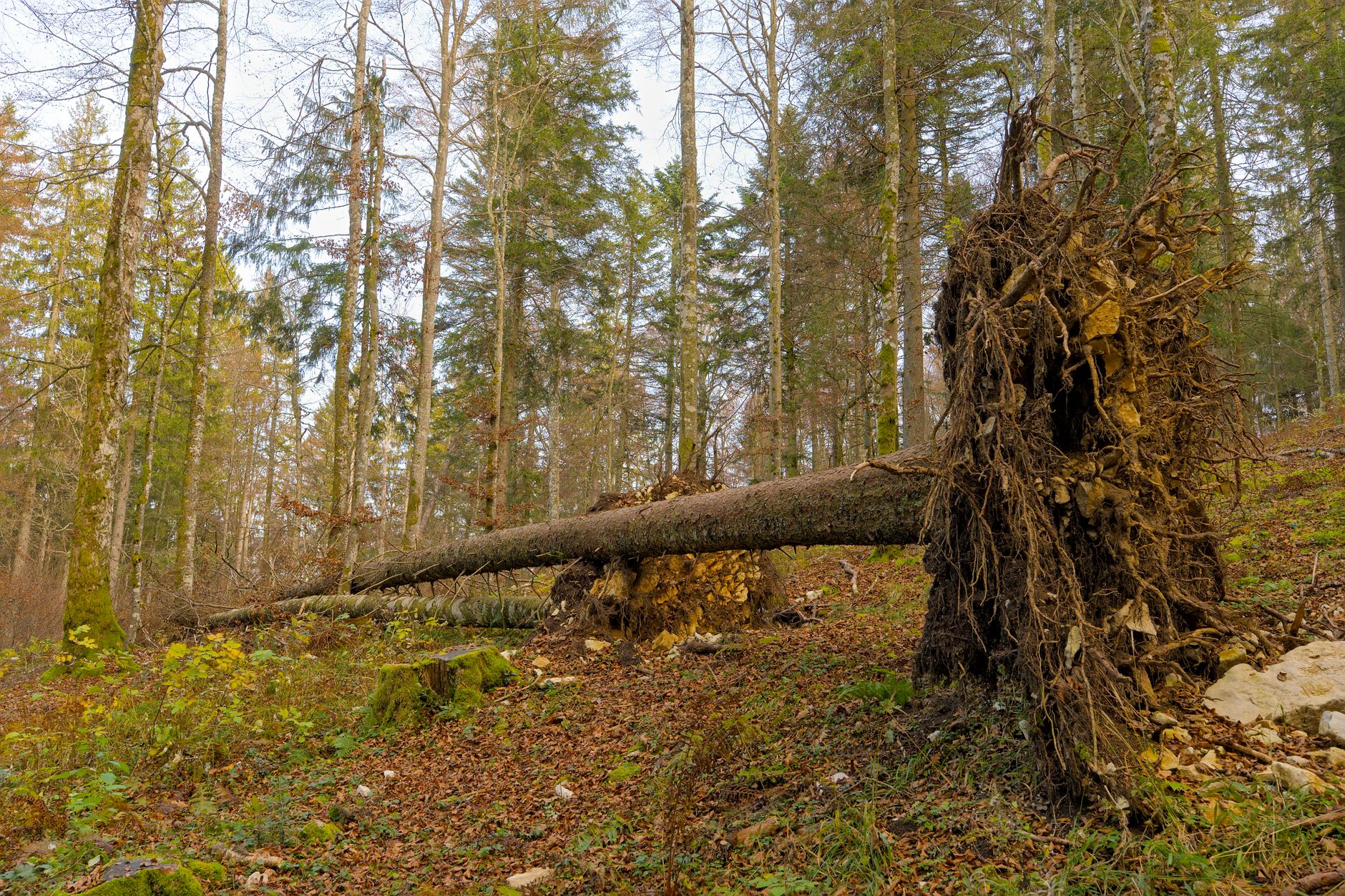 Enlèvement arbre urgence équipe à Besançon